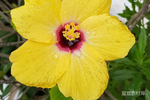 高清摄影 一朵黄色的花，中心是红色的，周围环绕着绿色的叶子。