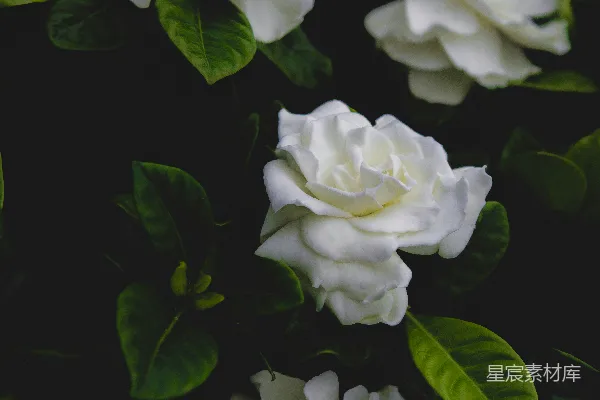 高清摄影 一簇白色花朵和绿叶
