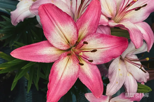 高清摄影 一束粉白相间的花插在花瓶里。