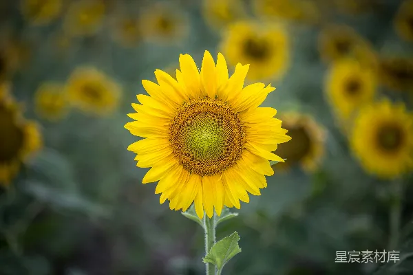 高清摄影 浅景深的向日葵照片