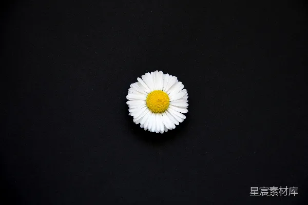 高清摄影 黑表面上的一朵白色雏菊