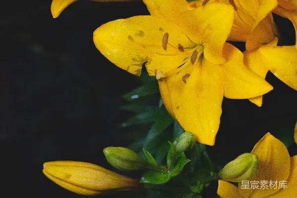 高清摄影 黄花瓣的花