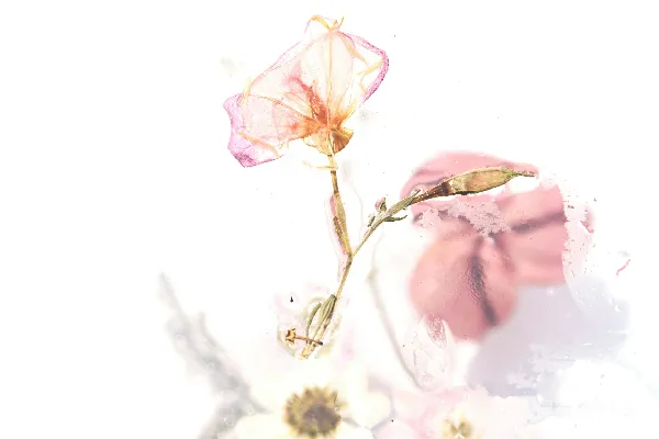 高清摄影 粉红色花朵画作