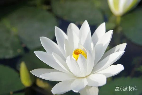 高清摄影 白花瓣的花