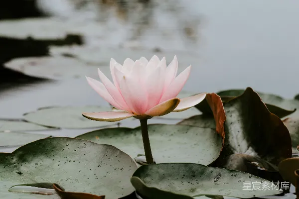 高清摄影 粉色的花