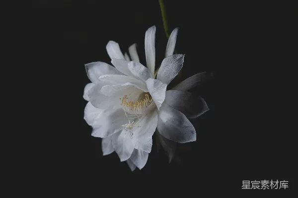 高清摄影 一朵白花配黑色背景