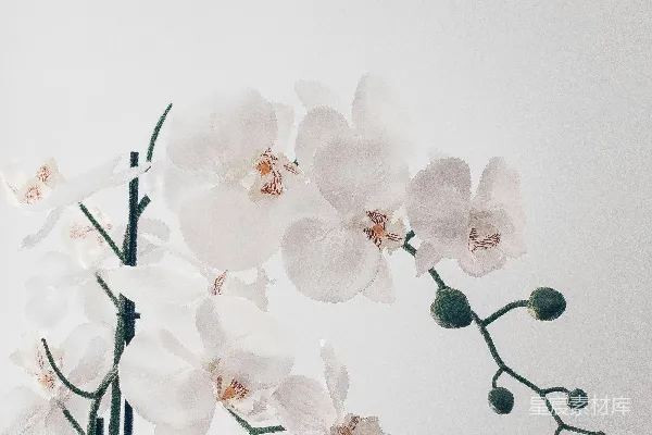 高清摄影 白色兰花花