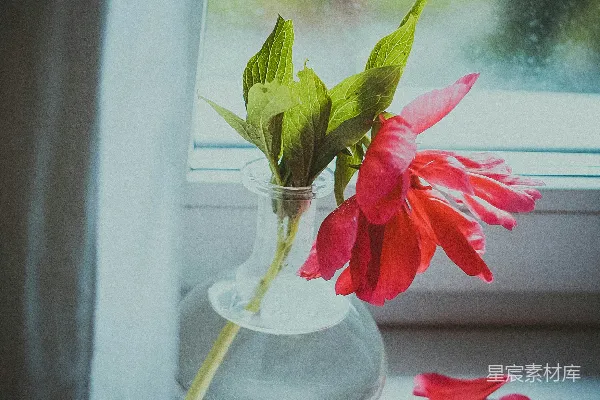 高清摄影 红色的花在清澈的玻璃花瓶中