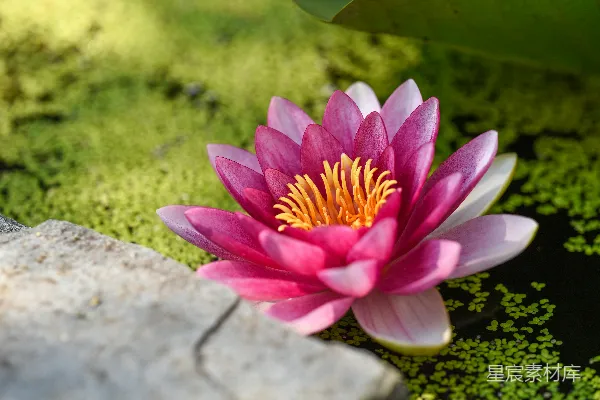 高清摄影 浅景深摄影中的粉红色花朵