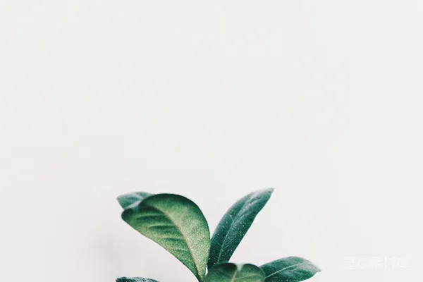高清摄影 绿色叶子的植物特写照片
