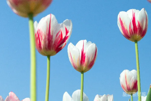 高清摄影 白粉色郁金香在清澈的蓝天背景下绽放。