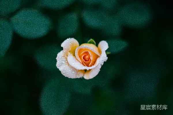 高清摄影 浅景深摄影中的橙色玫瑰