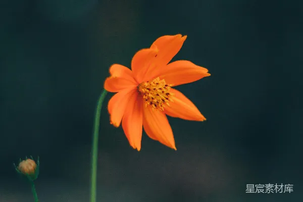 高清摄影 一朵模糊背景中的橙色花朵。