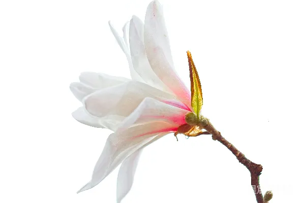 高清摄影 白黄相间的花在特写摄影中