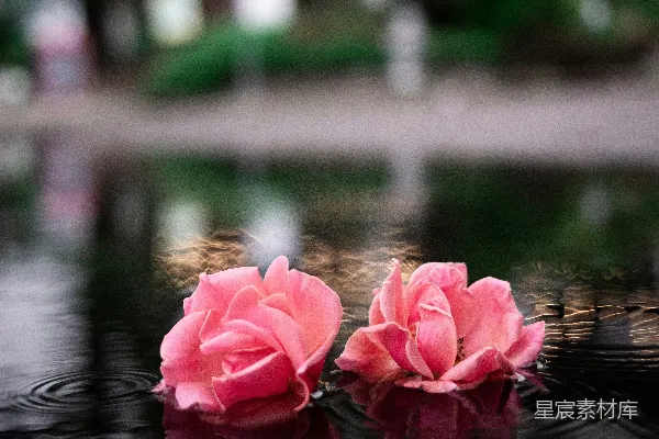 高清摄影 粉红色的莲花在水面上。