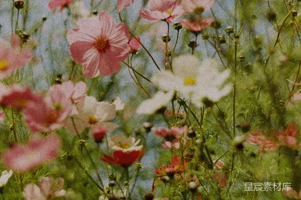 高清摄影 一片开满粉白相间花朵的田野