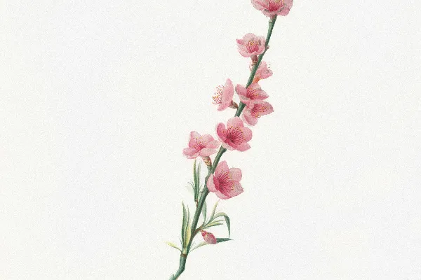 高清摄影 纤细的粉红色花朵在细长的枝条上绽放。