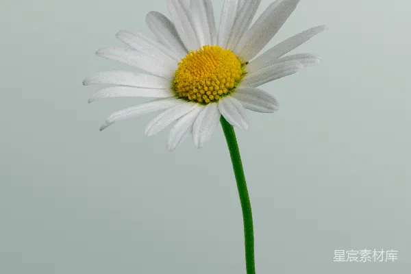 高清摄影 一朵雏菊在浅色的背景下高耸而立。