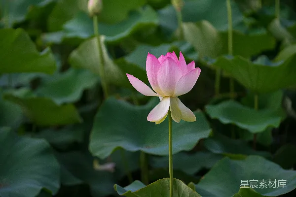 高清摄影 粉色花瓣盛开的花朵的特写