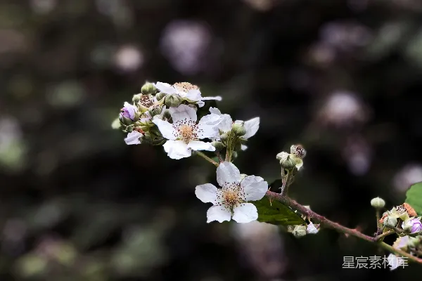 高清摄影 选择性焦点摄影中的白花瓣花朵