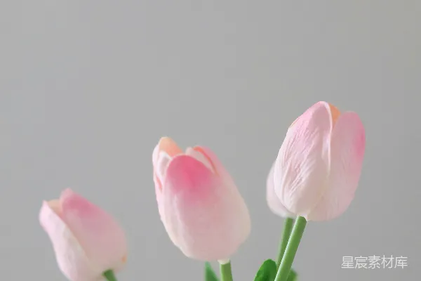 高清摄影 三朵粉红郁金香花