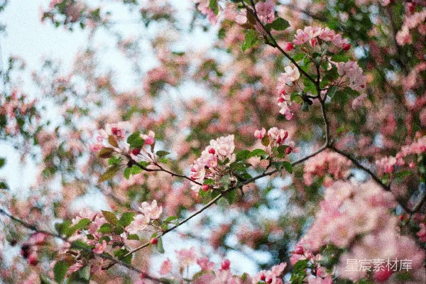 高清摄影 粉红色花瓣的花