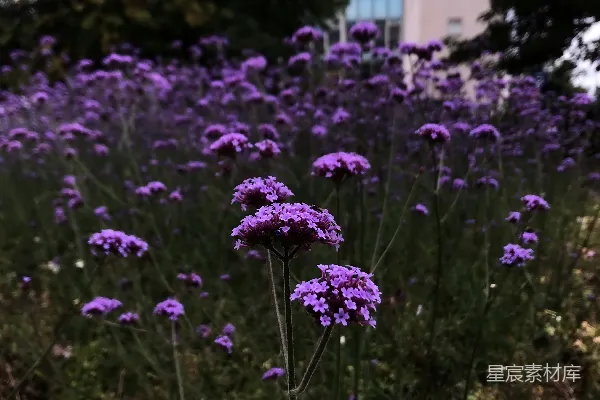 高清摄影 紫色花瓣的花朵近距离摄影