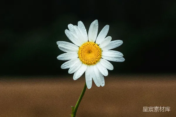 高清摄影 白天盛开的白色雏菊