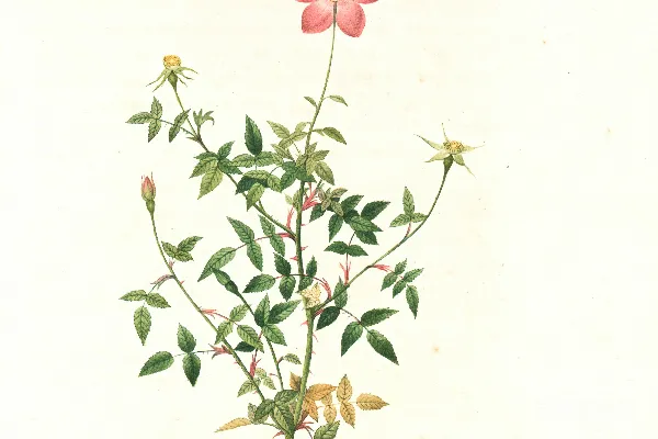 高清摄影 粉色和绿色的花朵画作