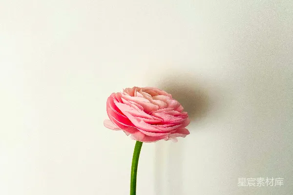 高清摄影 一支粉红色的花在白色花瓶中