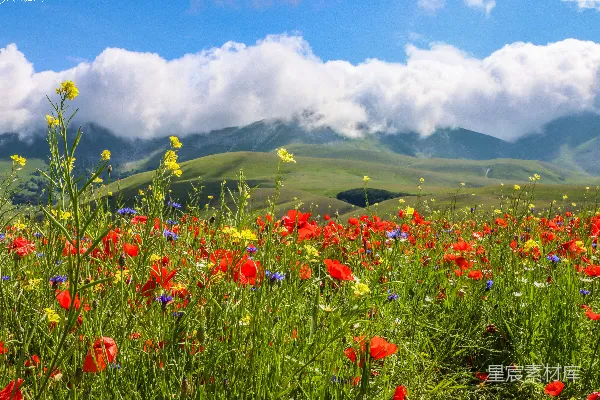 高清摄影 在白天，绿草地上有红花，在蓝天白云下。