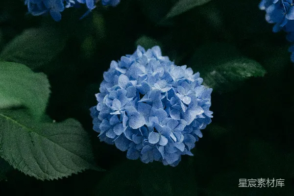 高清摄影 蓝簇花