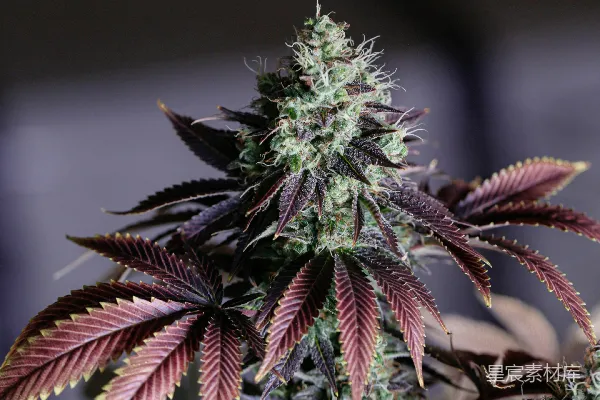 高清摄影 绿棕色的植物在近距离摄影中