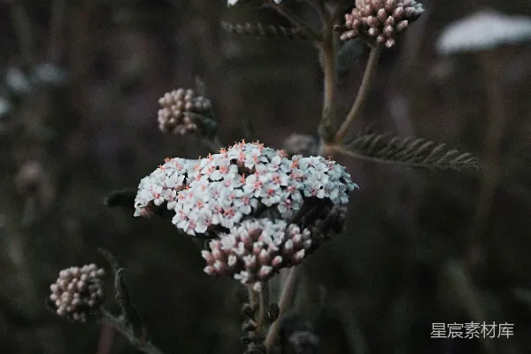 高清摄影 白色花瓣的花