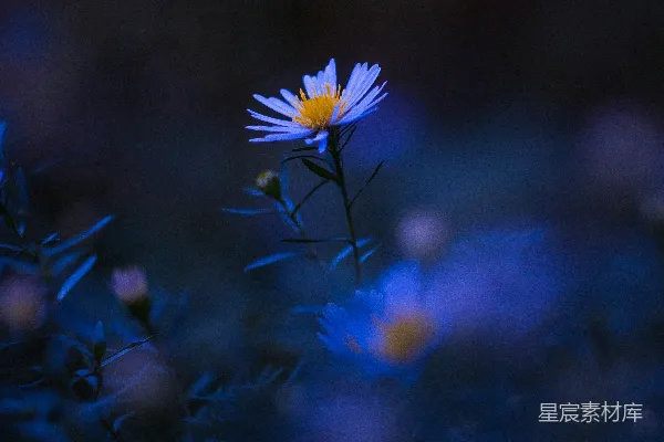 高清摄影 白色和黄色的雏菊花