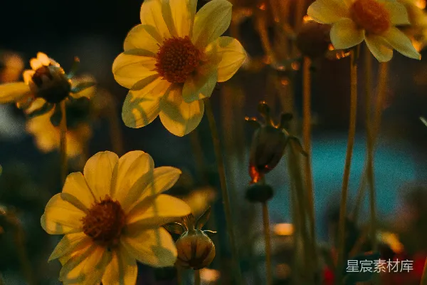 高清摄影 黄色花朵草地