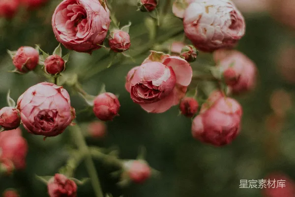 高清摄影 粉红色花瓣的特写照片