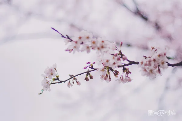 高清摄影 白花瓣的树