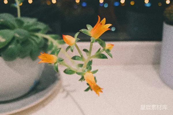 高清摄影 橙色花瓣的花