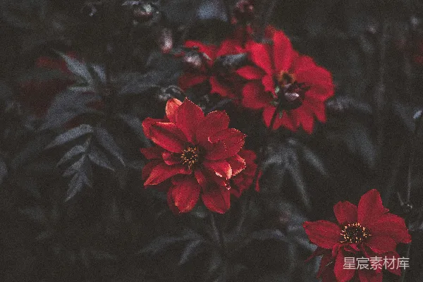 高清摄影 拍摄红玫瑰的特写照片