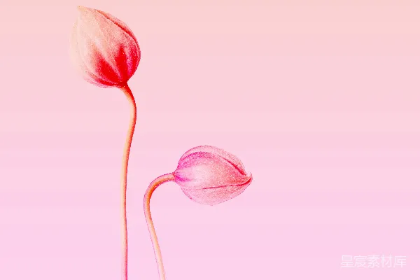 高清摄影 两朵粉红色的花在粉红色的背景上。