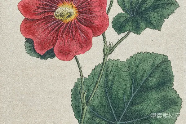 高清摄影 一幅画有红色花朵和绿色叶子的图画