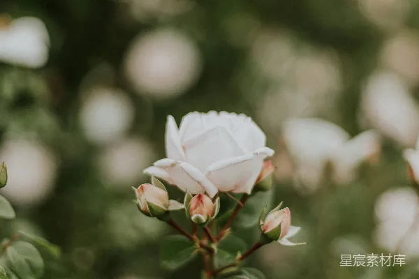 高清摄影 有选择性聚焦拍摄的白色花瓣花朵照片