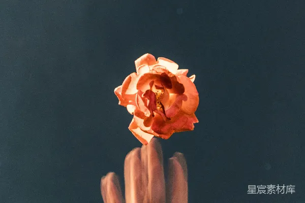 高清摄影 扔橙色玫瑰花的人