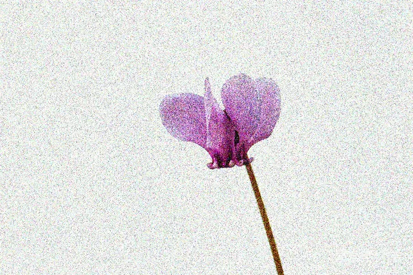 高清摄影 一朵紫色的花，背景是白色。