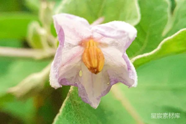高清摄影 紫花在微移镜头中
