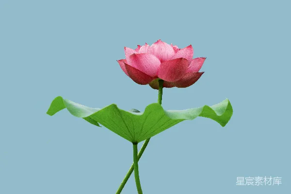 高清摄影 一株粉红色的莲花在蓝色背景中绽放。