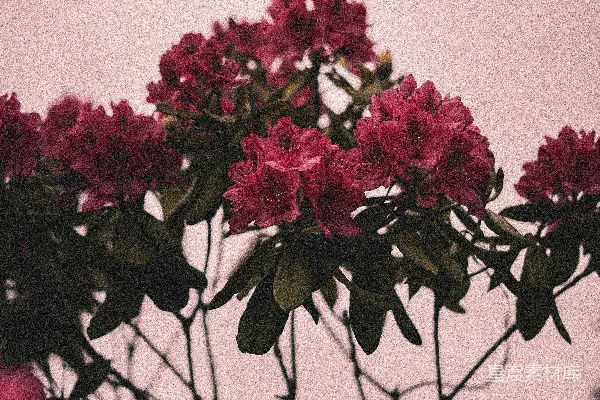 高清摄影 红色的花和绿色的叶子