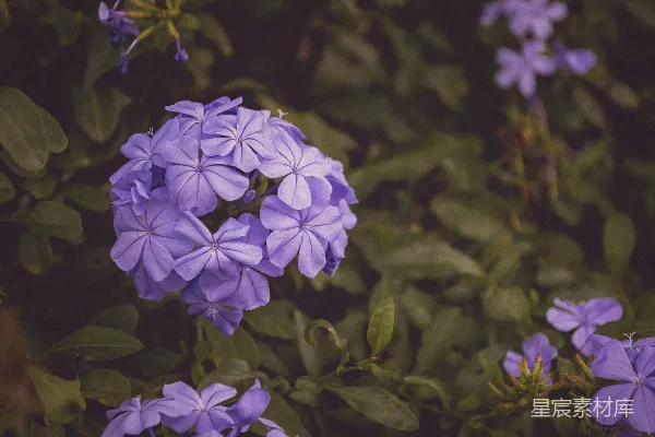高清摄影 一张紫色花瓣的花的特写照片