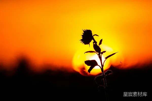 高清摄影 日落时分的花影